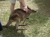 australian_zoo13