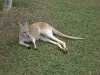 australian_zoo15