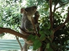 australian_zoo19