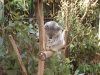 australian_zoo34