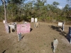 paintball62